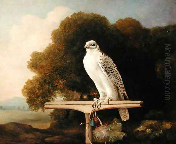 Greenland Falcon Grey Falcon, 1780 - view 1