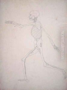 Study of the Human Figure, Lateral View, from A Comparative Anatomical Exposition of the Structure of the Human Body with that of a Tiger and a Common Fowl, 1795-1806 11 by George Stubbs
