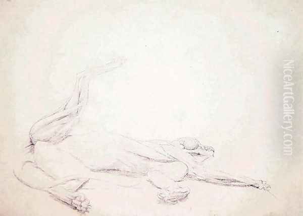Study of a Tiger, Recumbent, Viewed Ventrally, from A Comparative Anatomical Exposition of the Structure of the Human Body with that of a Tiger and a Common Fowl, 1795-1806 - view 1
