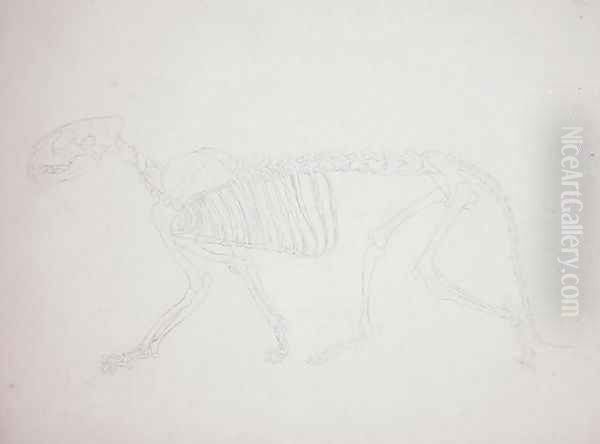 Study of a Tiger, Lateral View, from A Comparative Anatomical Exposition of the Structure of the Human Body with that of a Tiger and a Common Fowl, 1795-1806 22 - view 1