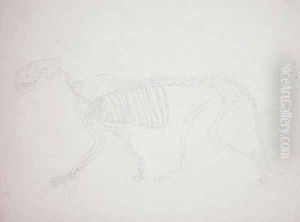 Study of a Tiger, Lateral View, from A Comparative Anatomical Exposition of the Structure of the Human Body with that of a Tiger and a Common Fowl, 1795-1806 22 by George Stubbs