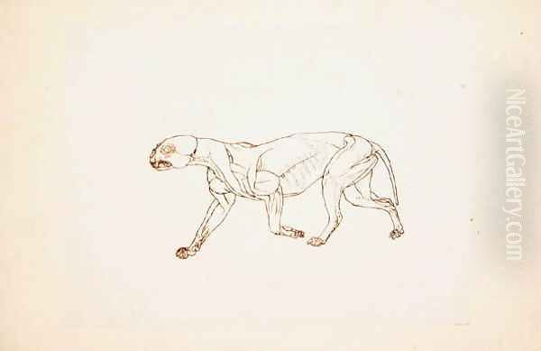 Study of a Tiger, Lateral View, from A Comparative Anatomical Exposition of the Structure of the Human Body with that of a Tiger and a Common Fowl, 1795-1806 - view 1