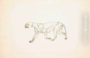 Study of a Tiger, Lateral View, from A Comparative Anatomical Exposition of the Structure of the Human Body with that of a Tiger and a Common Fowl, 1795-1806