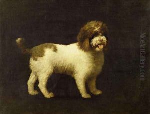 A Water Spaniel, 1769 A Water Spaniel, 1769