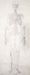 Study of the Human Figure, Anterior View, from A Comparative Anatomical Exposition of the Structure of the Human Body with that of a Tiger and a Common Fowl, c.1795-1806 by George Stubbs