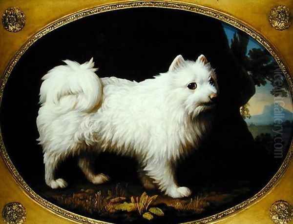 A White Spitz, c.1770 - view 1