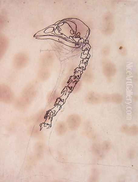Study of a Fowl Head and Neck, Lateral View, from A Comparative Anatomical Exposition of the Structure of the Human Body with that of a Tiger and a Common Fowl, 1795-1806 - view 1