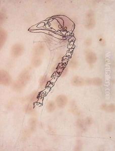Study of a Fowl Head and Neck, Lateral View, from A Comparative Anatomical Exposition of the Structure of the Human Body with that of a Tiger and a Common Fowl, 1795-1806 by George Stubbs