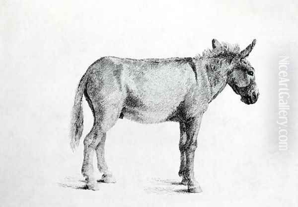 Donkey 1766 - view 1