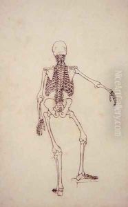 Study of the Human Figure, Posterior View, from A Comparative Anatomical Exposition of the Structure of the Human Body with that of a Tiger and a Common Fowl, 1795-1806 by George Stubbs