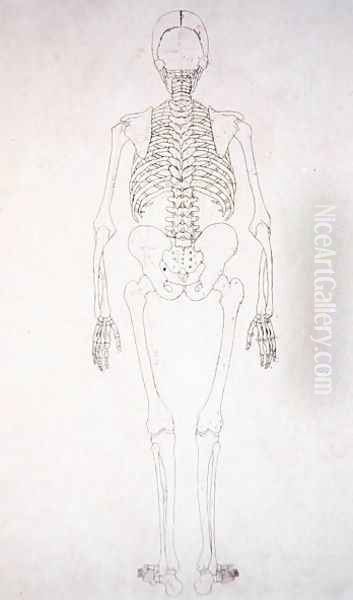 Study of the Human Figure, Posterior View, from A Comparative Anatomical Exposition of the Structure of the Human Body with that of a Tiger and a Common Fowl, c.1795-1806 - view 1