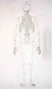 Study of the Human Figure, Posterior View, from A Comparative Anatomical Exposition of the Structure of the Human Body with that of a Tiger and a Common Fowl, c.1795-1806