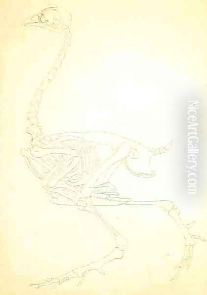 Study of a Fowl, Lateral View, from A Comparative Anatomical Exposition of the Structure of the Human Body with that of a Tiger and a Common Fowl, 1795-1806 13 - view 1
