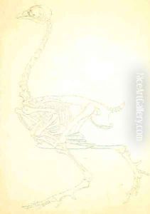 Study of a Fowl, Lateral View, from A Comparative Anatomical Exposition of the Structure of the Human Body with that of a Tiger and a Common Fowl, 1795-1806 13 by George Stubbs