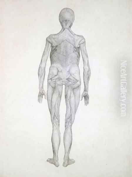 Study of the Human Figure, Posterior View, with skin and underlying fascial tissues removed, from A Comparative Anatomical Exposition of the Structure of the Human Body with that of a Tiger and a Common Fowl, 1795-1806 - view 1