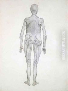 Study of the Human Figure, Posterior View, with skin and underlying fascial tissues removed, from A Comparative Anatomical Exposition of the Structure of the Human Body with that of a Tiger and a Common Fowl, 1795-1806 by George Stubbs