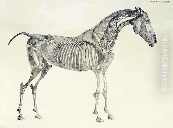 Fifth Anatomical Table, from The Anatomy of the Horse 2 - view 1