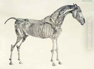 Fifth Anatomical Table, from The Anatomy of the Horse 2 by George Stubbs