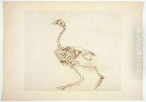 Dorking Hen Skeleton, Lateral View, from A Comparative Anatomical Exposition of the Structure of the Human Body with that of a Tiger and a Common Fowl, 1795-1806 by George Stubbs