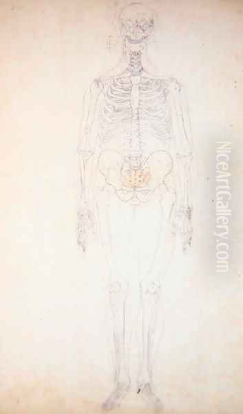 Study of the Human Figure, Anterior View, Diagram for Key to Table I, from 'A Comparative Anatomical Exposition of the Structure of the Human Body with that of a Tiger and a Common Fowl', c.1795-1806 - view 1