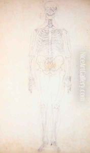 Study of the Human Figure, Anterior View, Diagram for Key to Table I, from 'A Comparative Anatomical Exposition of the Structure of the Human Body with that of a Tiger and a Common Fowl', c.1795-1806 by George Stubbs