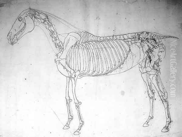 Anatomical study of a horse 2 - view 1