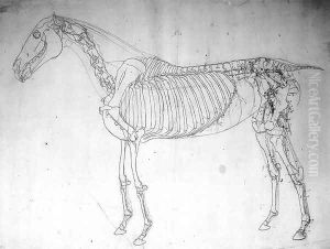 Anatomical study of a horse 2 by George Stubbs