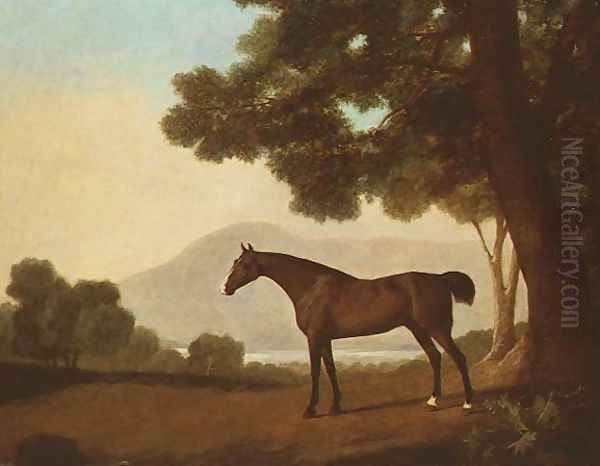 Johnny, a bay stallion in a wooded landscape - view 1