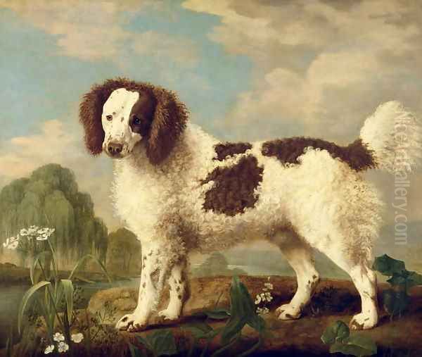Brown and White Norfolk or Water Spaniel, 1778 - view 1