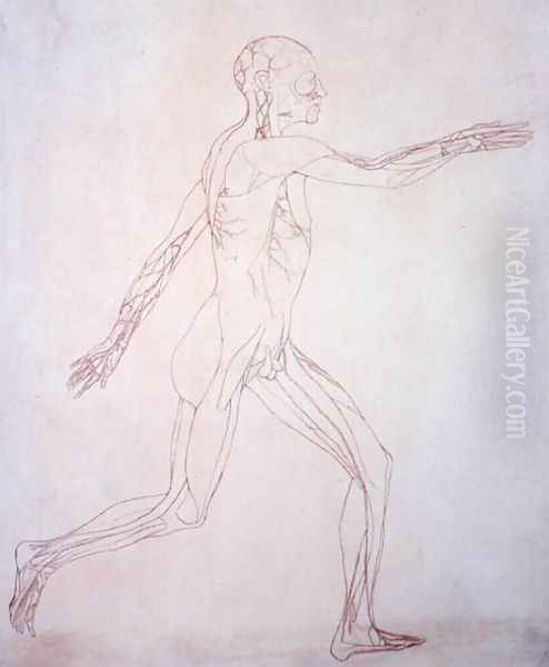 Study of the Human Figure, Lateral View, from A Comparative Anatomical Exposition of the Structure of the Human Body with that of a Tiger and a Common Fowl, c.1795-1806 - view 1