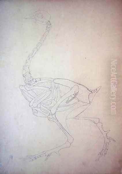 Study of a Fowl, Lateral View, from A Comparative Anatomical Exposition of the Structure of the Human Body with that of a Tiger and a Common Fowl, 1795-1806 - view 1