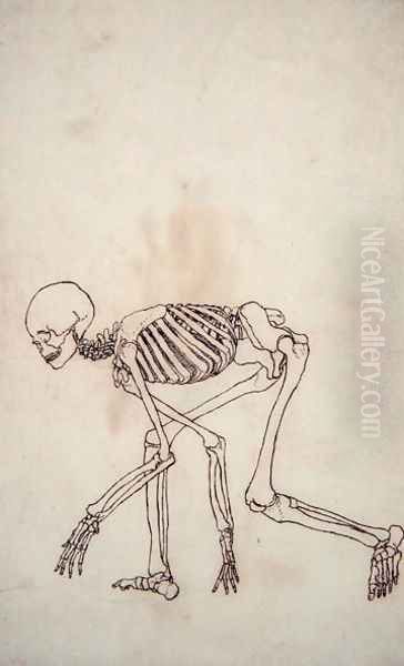 Study of the Human Figure, Lateral View, from A Comparative Anatomical Exposition of the Structure of the Human Body with that of a Tiger and a Common Fowl, 1795-1806 - view 1