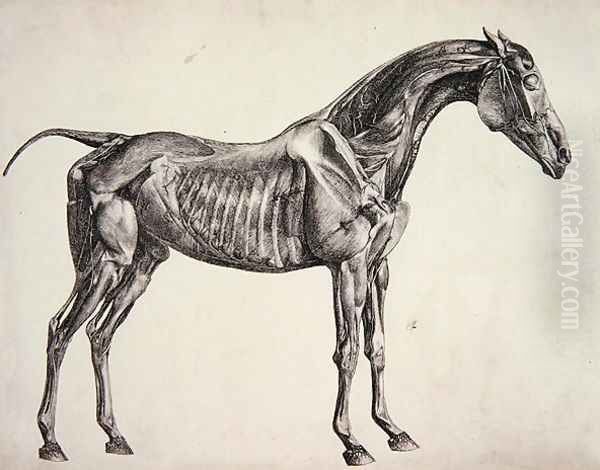 Plate from The Anatomy of the Horse, c.1766 3 - view 1