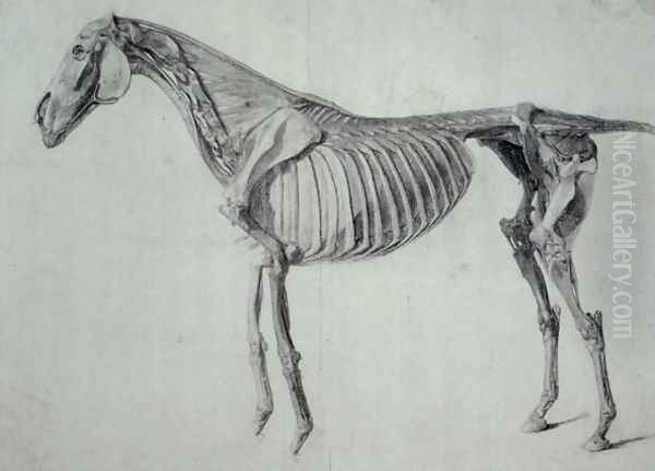 Finished Study for the Fifth Anatomical Table of a Horse - view 1
