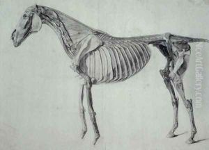 Finished Study for the Fifth Anatomical Table of a Horse by George Stubbs