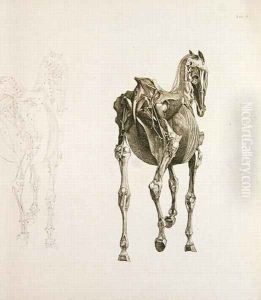 Tab. XV, from The Anatomy of the Horse..., 1766 by George Stubbs
