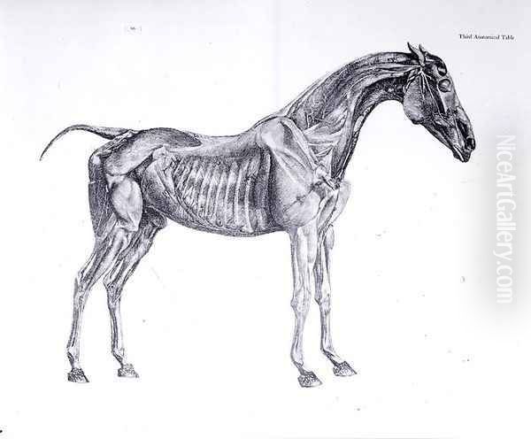 Third Anatomical Table, from The Anatomy of the Horse - view 1