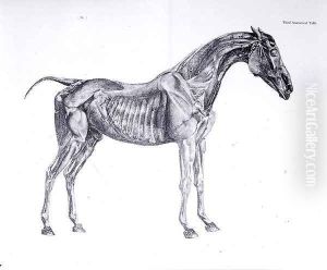 Third Anatomical Table, from The Anatomy of the Horse by George Stubbs