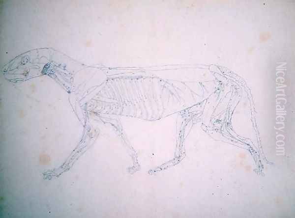 Study of a Tiger, Lateral View, from A Comparative Anatomical Exposition of the Structure of the Human Body with that of a Tiger and a Common Fowl, c.1795-1806 - view 1