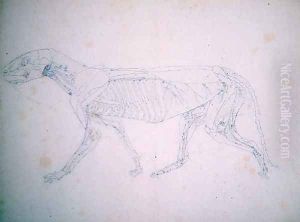 Study of a Tiger, Lateral View, from A Comparative Anatomical Exposition of the Structure of the Human Body with that of a Tiger and a Common Fowl, c.1795-1806 by George Stubbs