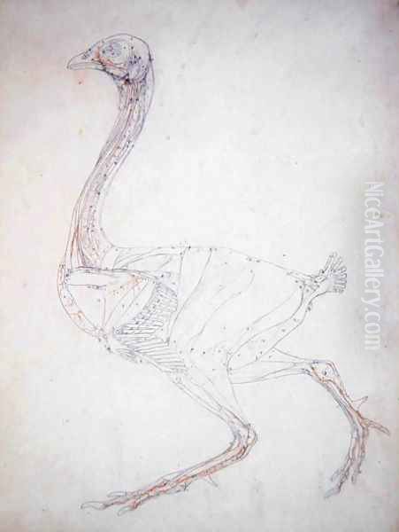 Study of a Fowl, Lateral View, Diagram for Key to Table XV, from A Comparative Anatomical Exposition of the Structure of the Human Body with that of a Tiger and a Common Fowl, 1795-1806 - view 1