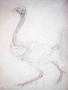 Study of a Fowl, Lateral View, Diagram for Key to Table XV, from A Comparative Anatomical Exposition of the Structure of the Human Body with that of a Tiger and a Common Fowl, 1795-1806