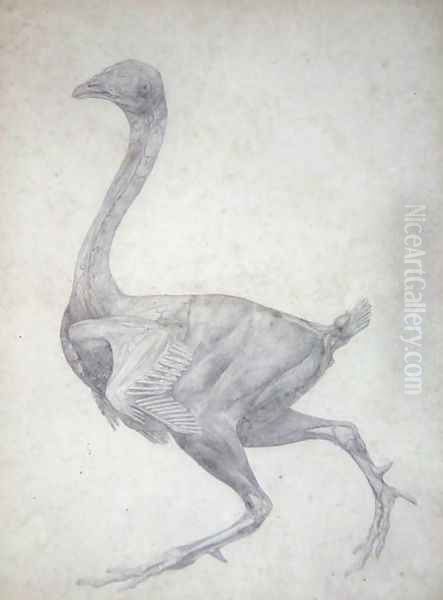 Study of a Fowl, Lateral View, with skin and underlying fascial layers removed, from A Comparative Anatomical Exposition of the Structure of the Human Body with that of a Tiger and a Common Fowl, 1795-1806 - view 1