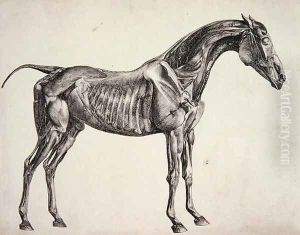 Plate from The Anatomy of the Horse, c.1766