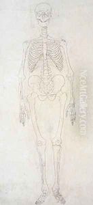 Study of the Human Figure, Anterior View, from A Comparative Anatomical Exposition of the Structure of the Human Body with that of a Tiger and a Common Fowl, c.1795-1806 3 by George Stubbs