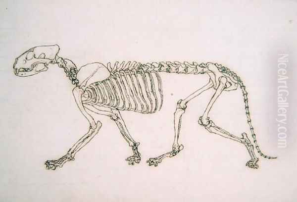 Study of a Tiger, Lateral View, from A Comparative Anatomical Exposition of the Structure of the Human Body with that of a Tiger and a Common Fowl, 1795-1806 19 - view 1
