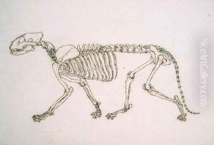 Study of a Tiger, Lateral View, from A Comparative Anatomical Exposition of the Structure of the Human Body with that of a Tiger and a Common Fowl, 1795-1806 19 by George Stubbs