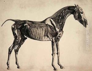 Plate from The Anatomy of the Horse, c.1766 2 by George Stubbs