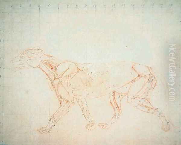 Study of a Tiger, Lateral View, from A Comparative Anatomical Exposition of the Structure of the Human Body with that of a Tiger and a Common Fowl, 1795-1806 7 - view 1