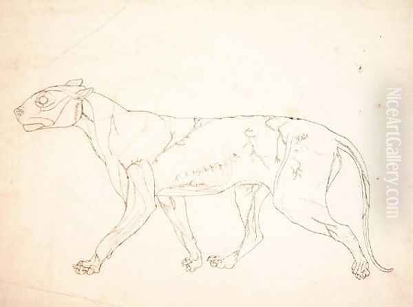 Study of a Tiger, Lateral View, from A Comparative Anatomical Exposition of the Structure of the Human Body with that of a Tiger and a Common Fowl, 1795-1806 10 - view 1
